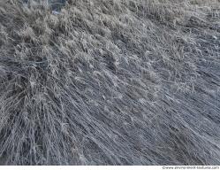 Photo Textures of Ground Grass Dead